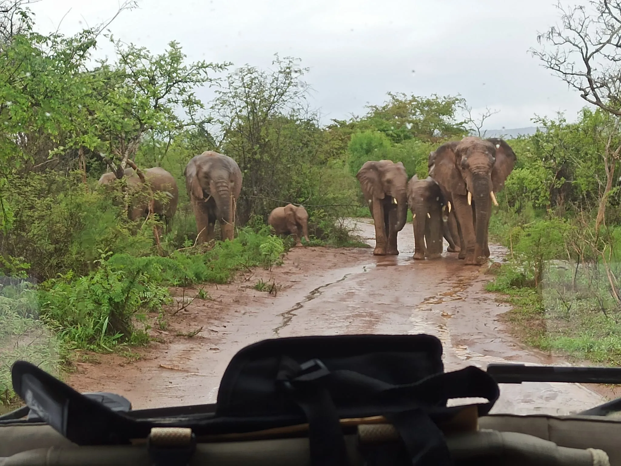 Elephant herd crossing the track on an Akagera safari — from inside the GRW jeep