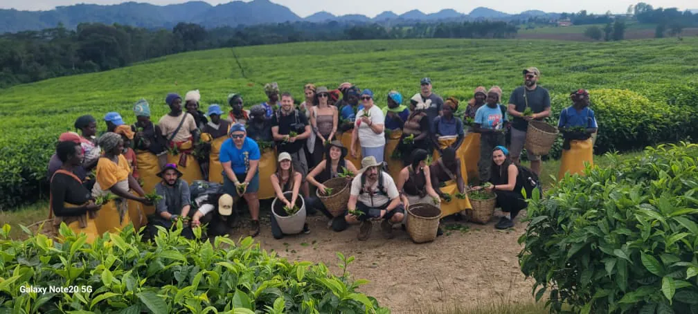 Tea picking with local farmers at a Rwanda tea plantation — hands-on experience