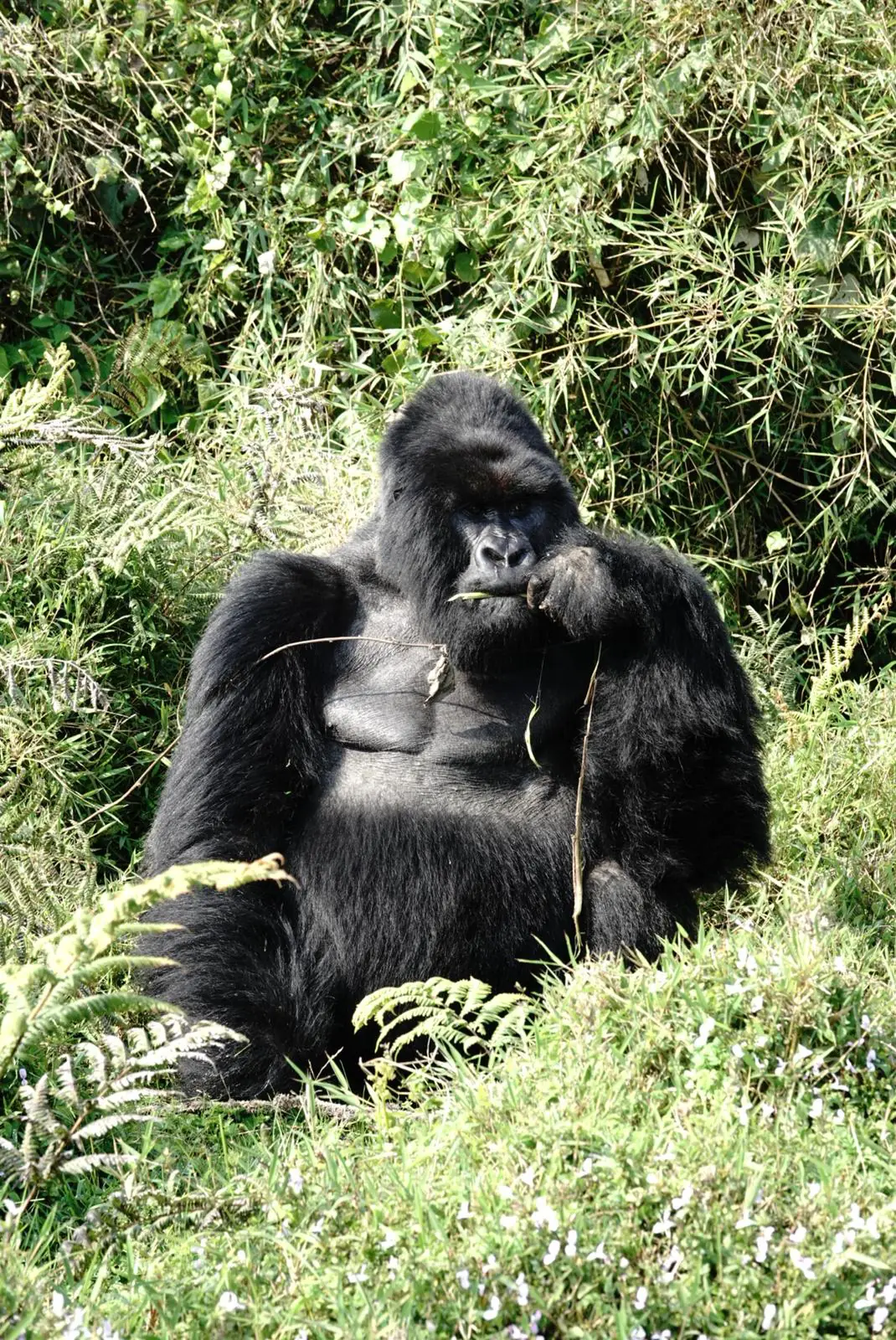 A mountain gorilla silverback resting in the green hills of Volcanoes National Park