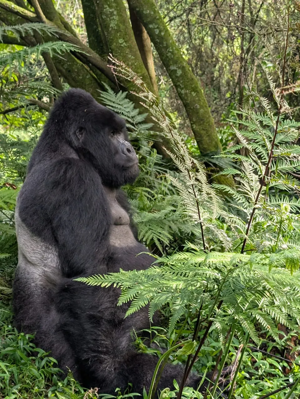 Mountain gorilla in the rainforest of Volcanoes National Park